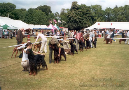 167C SETTERS ON PARADE